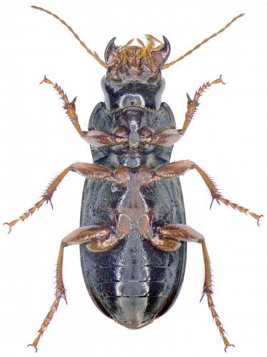 Réf. 215 866 : Pseudoophonus rufipes